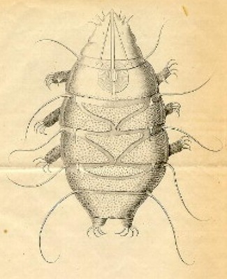 Echiniscus_sp