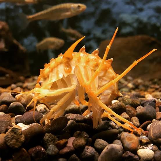画像 めっちゃかっこいい生き物発見したwwwwwwwww いきものばなし 画像 めっちゃかっこいい生き物発見したwwwwwwwww いきものばなし