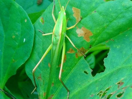外でずっと ジィーーーーーーーーー って鳴いてる虫なんなの いきものばなし