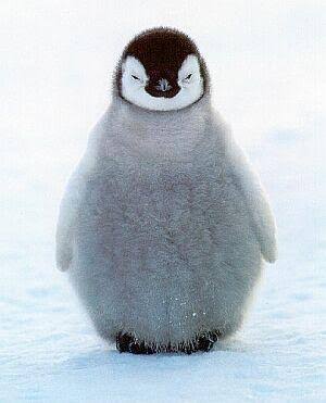 画像 ペンギンとかいうぶっちぎりで世界一可愛い動物ｗｗｗｗｗｗｗｗｗ いきものばなし