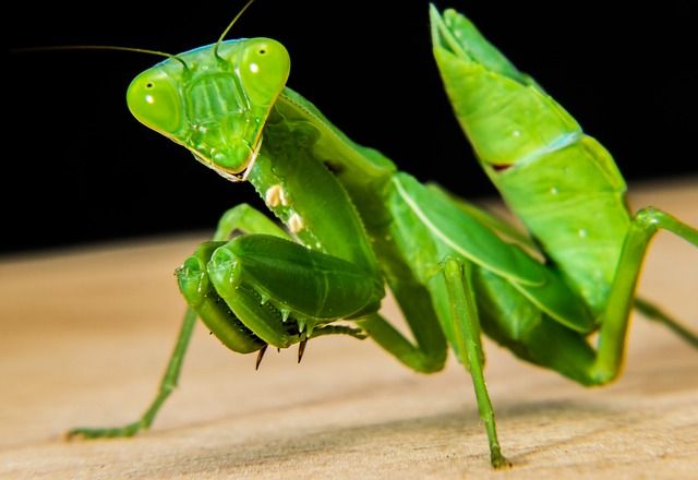 カマキリとかいう昆虫界屈指のイケメンｗｗｗｗｗｗｗ いきものばなし