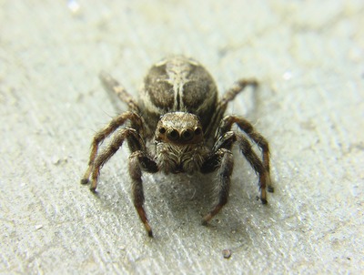jumping-spider-2003361_960_720
