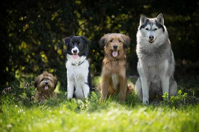 dogs-4189517_640