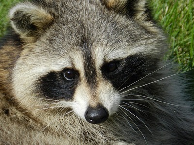 raccoon-165188_960_720