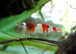 Beeshrimp070915