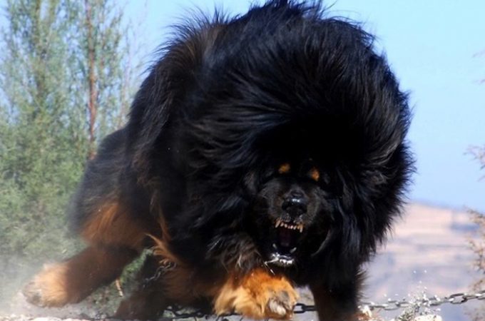 土佐犬よりも強い犬なんてこの世に存在するの いきものばなし 土佐犬よりも強い犬なんてこの世に存在するの いきものばなし