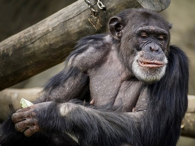 chimpanzee-3707271_960_720