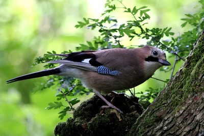 jay-369585_960_720