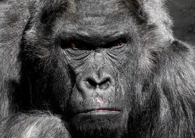 gorilla-752875_640