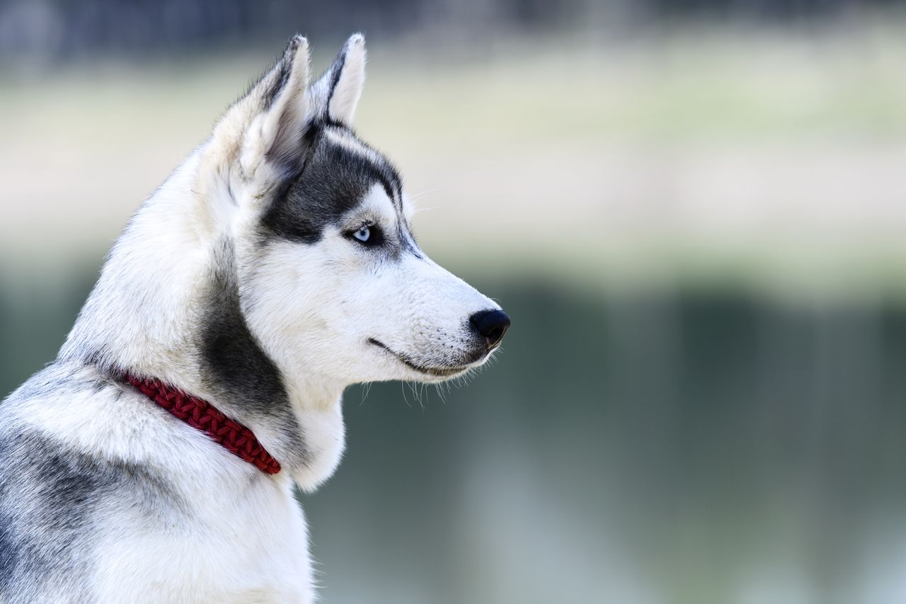 シベリアンハスキーとかいう地球上で最も格好良い犬 いきものばなし シベリアンハスキーとかいう地球上で最も格好良い犬 いきものばなし