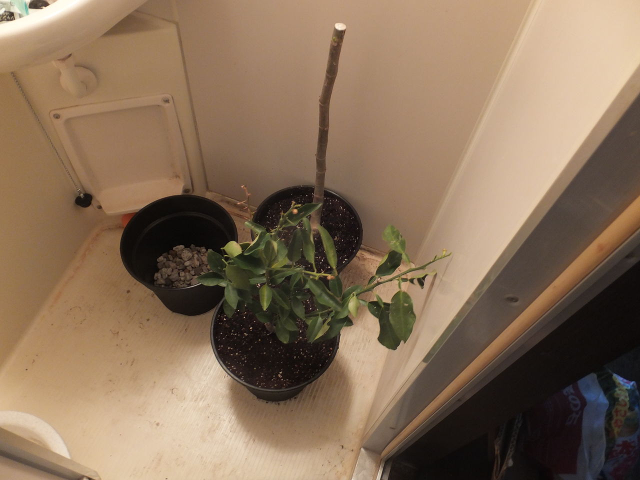 花柚子を栽培する 雪白した射影 花柚子を栽培する 雪白した射影
