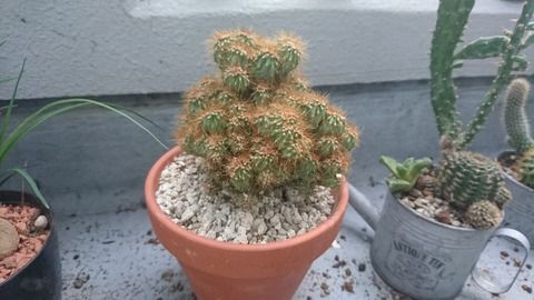 秋だから増えちゃうんでしょうね だってサボテンですし 雪白した射影 秋だから増えちゃうんでしょうね だってサボテンですし 雪白した射影