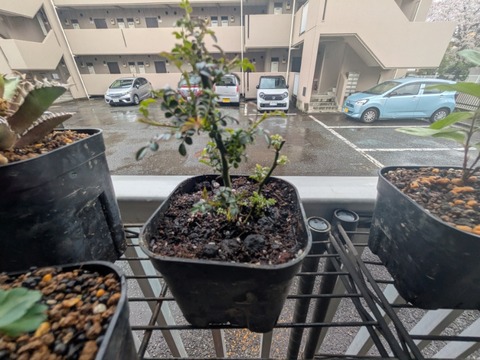 PXL_20260404_063644298