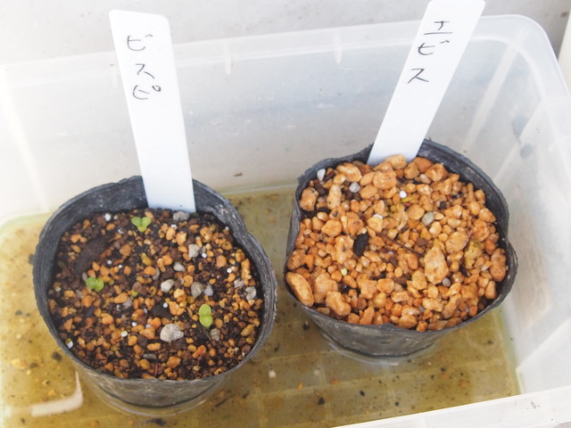 種まきパキポディウム19 雪白した射影