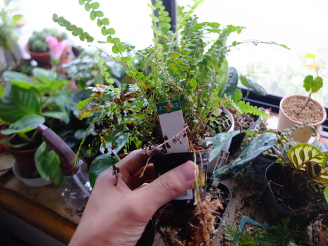 DSCF4515