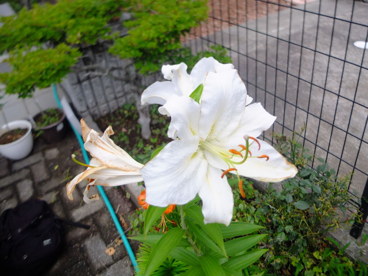 カサブランカ開花 雪白した射影