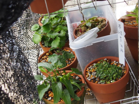 食虫植物 雪白した射影 食虫植物 雪白した射影