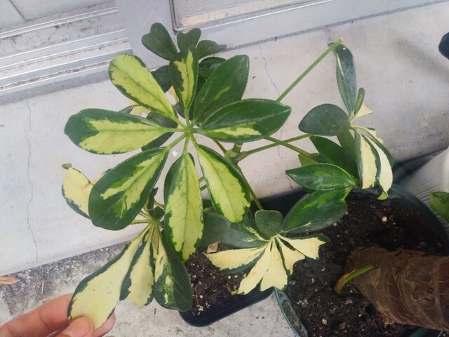 熱帯植物 雪白した射影