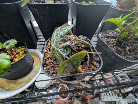 PXL_20260404_063924429