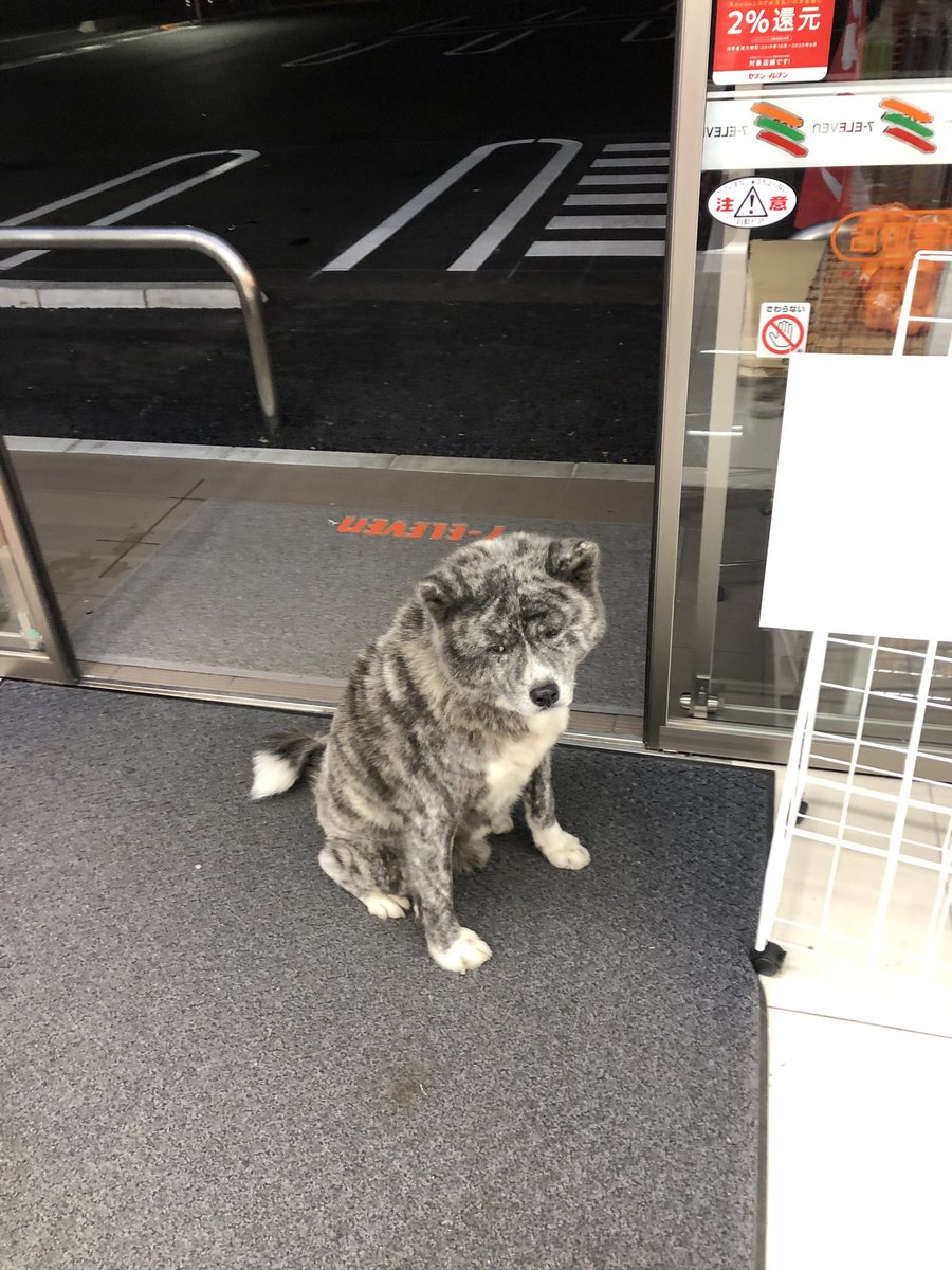 画像 ツイッター セブンに犬いた ﾊﾟｼｬ ひまひき速報