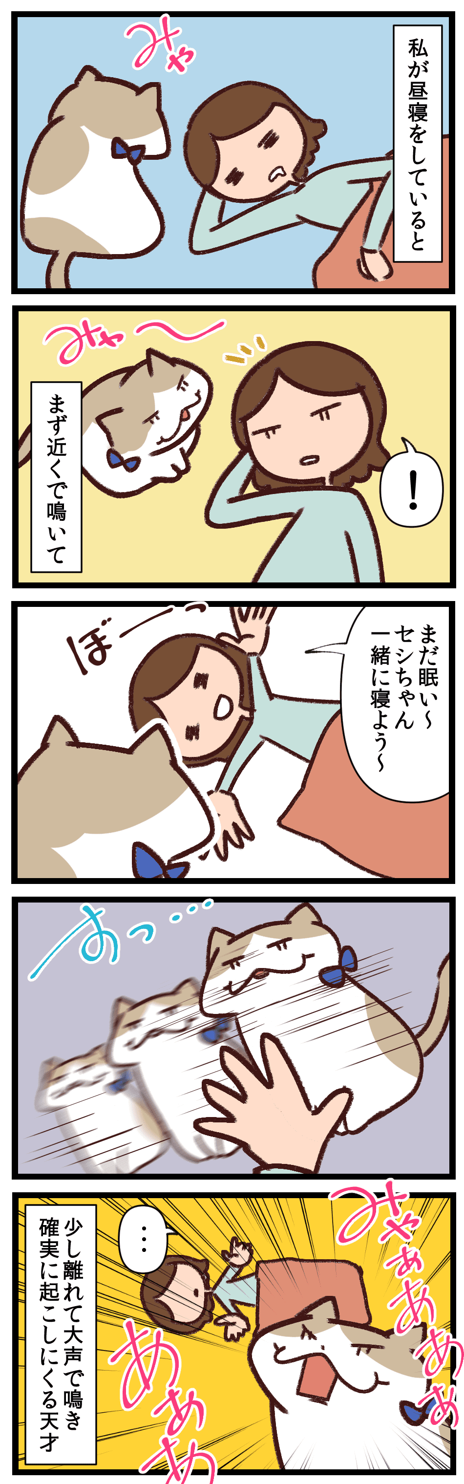 絶対起こすという強い意志を感じる ぼく 猫なんで ブリティッシュショートヘアとの愉快な毎日