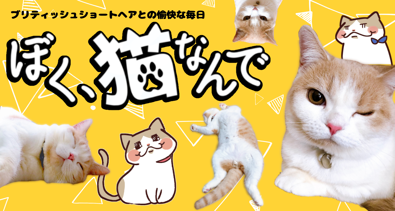 ぼく 猫なんで ブリティッシュショートヘアとの愉快な毎日 人気記事
