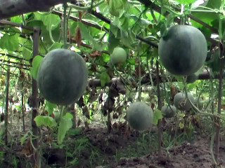 Rajshahi krishi12 002_0001