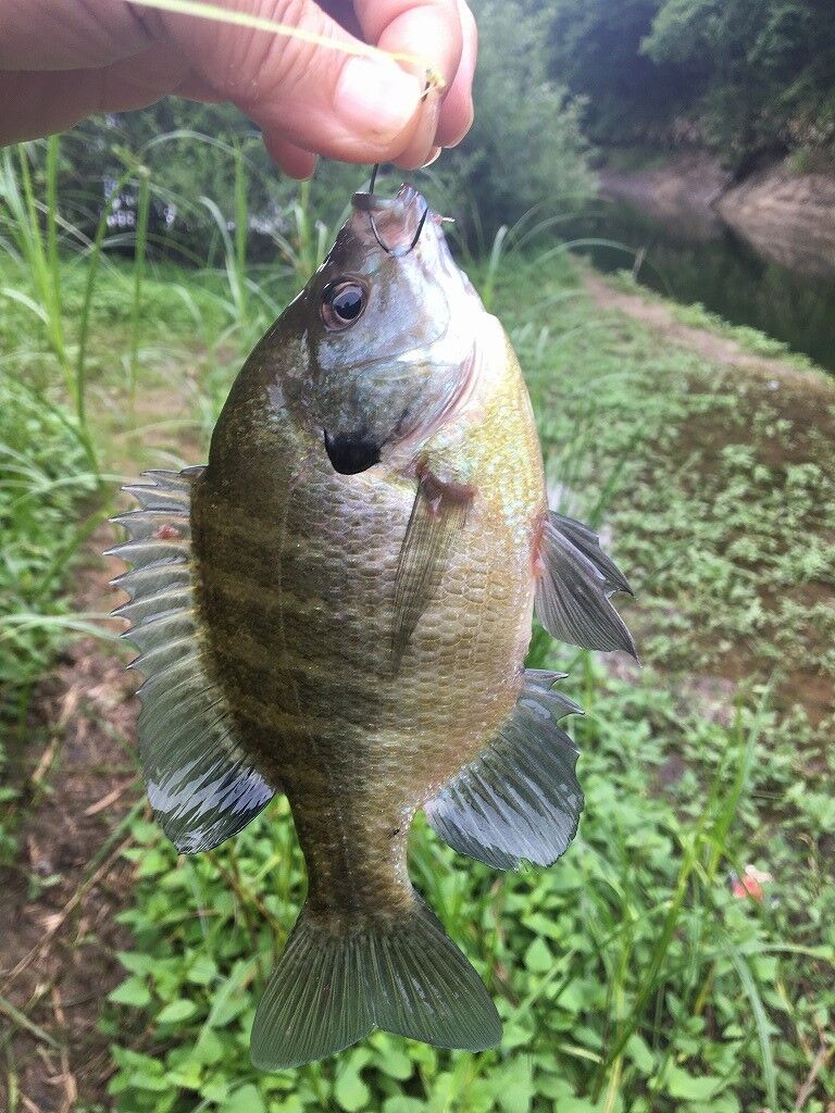 年最初のバス釣り リトルカブ珍道中記 年最初のバス釣り リトルカブ珍道中記