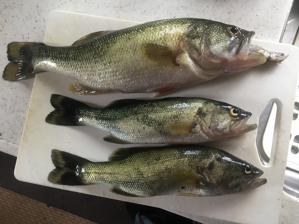 年最初のバス釣り リトルカブ珍道中記