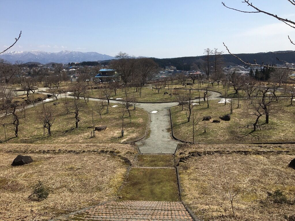 梅の花と老いたうるさいウグイス２匹 リトルカブ珍道中記