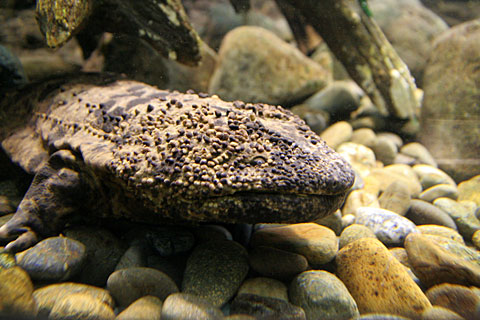 オオサンショウウオ2