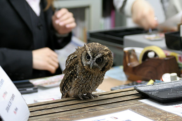 スピックスコノハズク