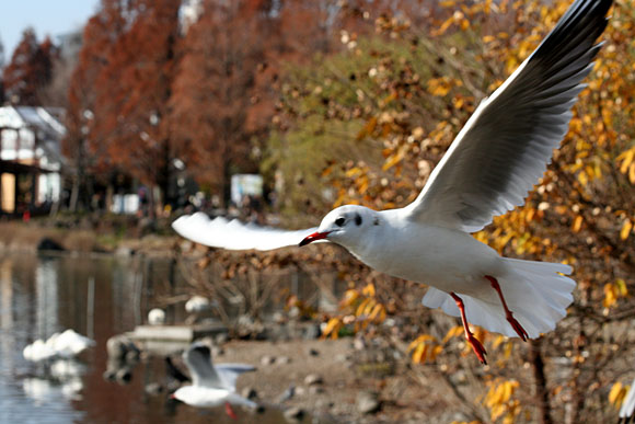ユリカモメ1