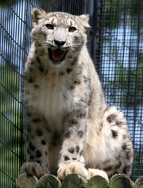 ユキヒョウ 上野を散歩
