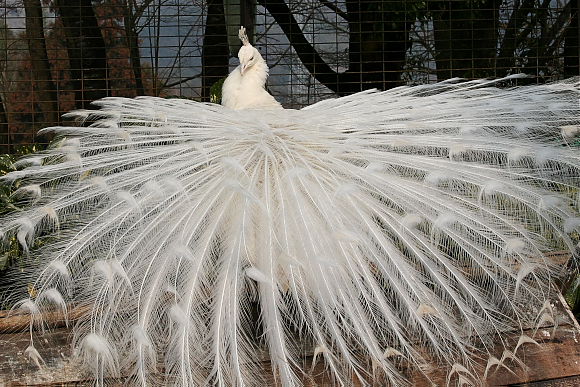 白孔雀 NOGEYAMA ZOO COLLECTION Vol.3 |動物トピックス｜ブログ|野毛山動物園