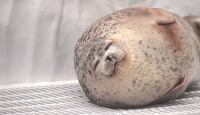 画像 生きたまままんじゅうにされたアザラシが悲惨すぎる ごちゃごちゃ速報