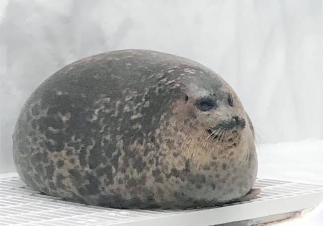 画像 生きたまままんじゅうにされたアザラシが悲惨すぎる ごちゃごちゃ速報