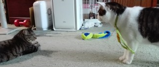 ねこ