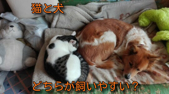 猫と犬１９