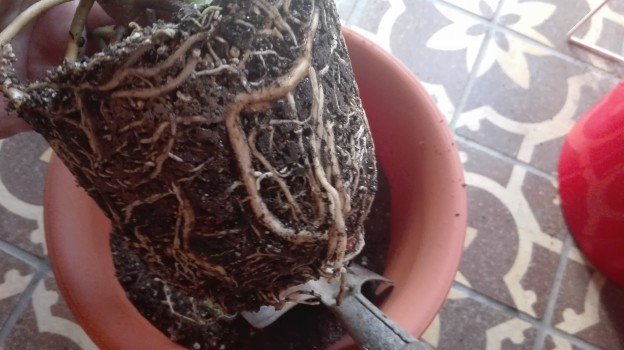 観葉植物1年35