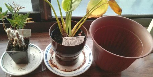 観葉植物18