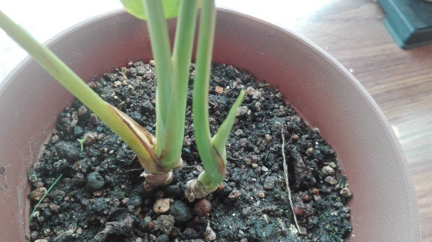 観葉植物1年8
