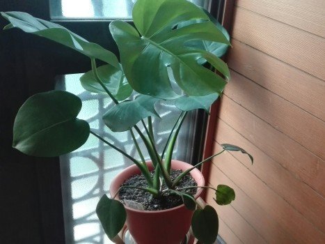 観葉植物1年47