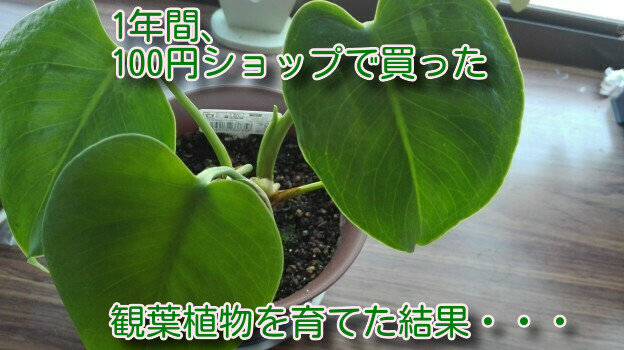 観葉植物1年間55