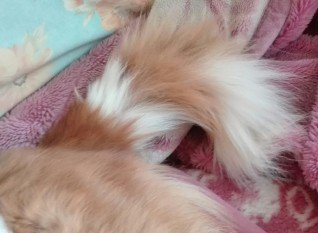 プチブロック飼い犬3