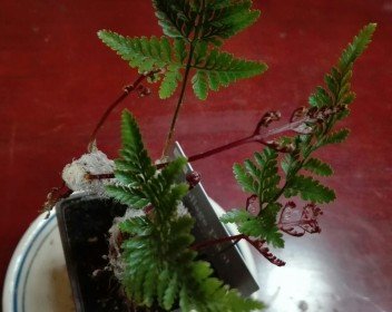 観葉植物8