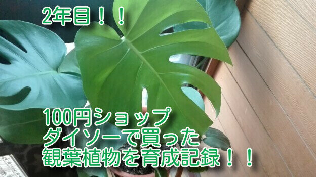 観葉植物3-33