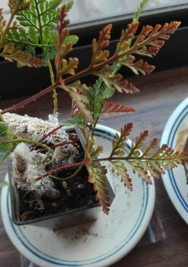 観葉植物13