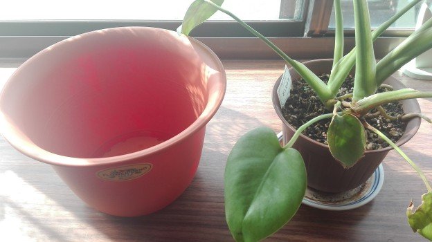 観葉植物1年33
