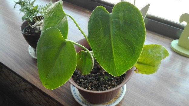観葉植物1年15